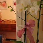 Catelli فندق مبيت وإفطار 3*